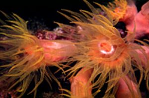 red sea eilat- night dive, aqatica 90 with 60mm lens. by Shmulik Blum 